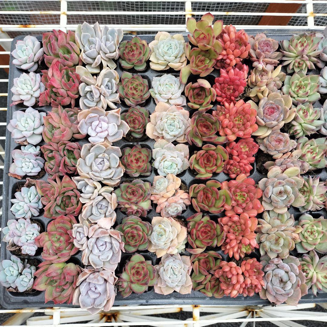 セル苗105個セット✨多肉植物　エケベリア　詰め合わせ　寄せ植えに!!