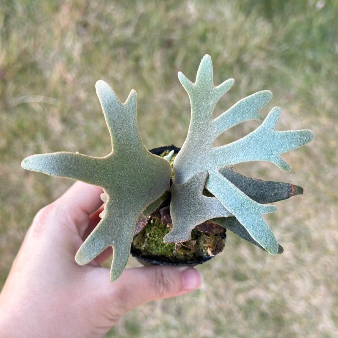 P. willinckii ’Jenny’ TC　2834