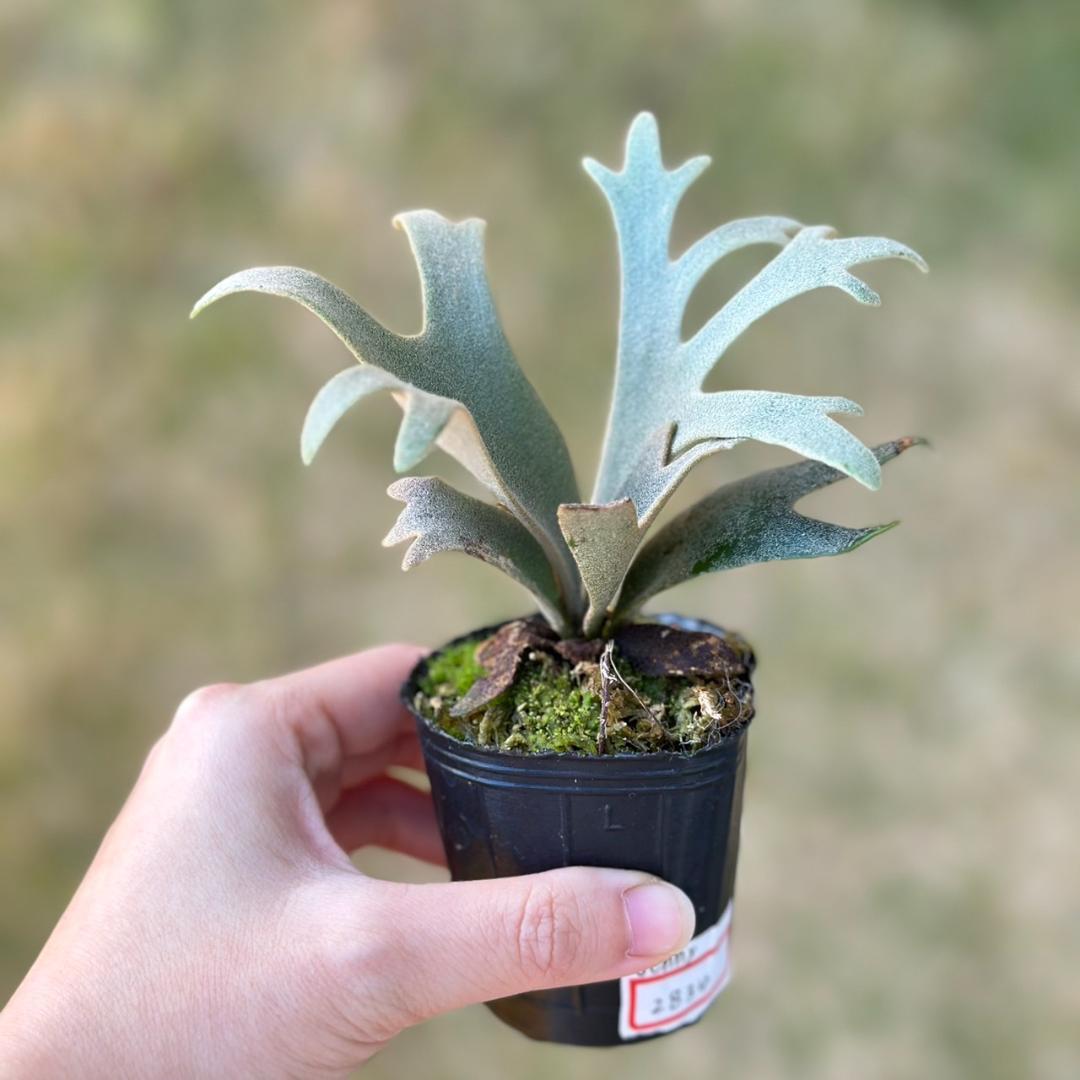 P. willinckii ’Jenny’ TC　2834