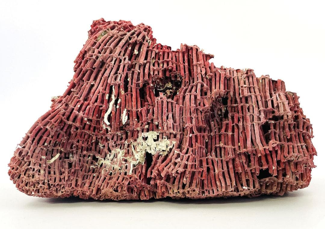 稀少 天然 赤珊瑚 原石 結晶 鉱物標本 パイプオルガン珊瑚 アクアリウム