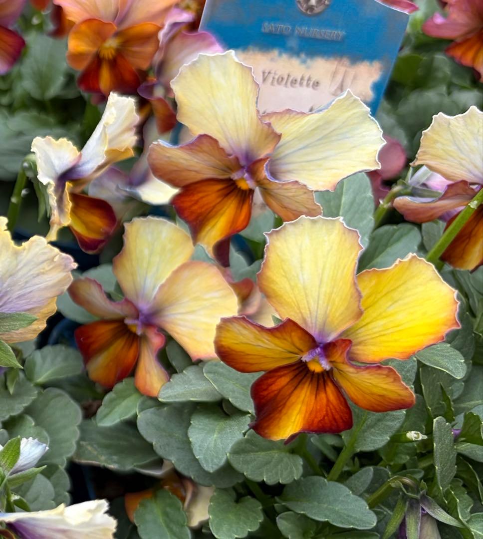 あっき様　13点