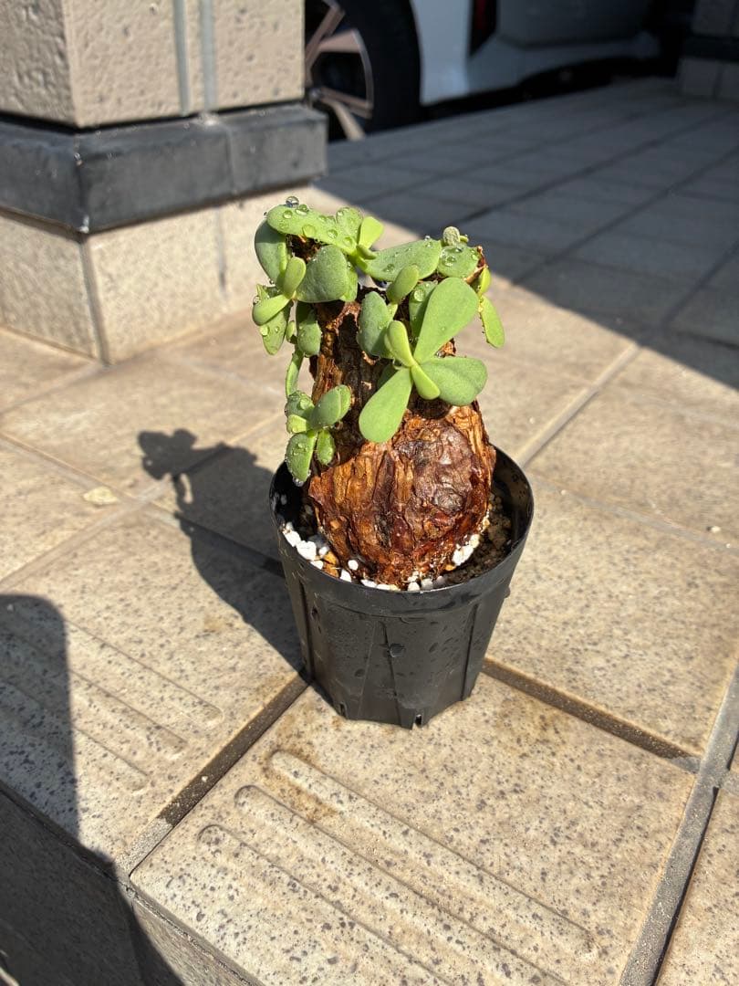 ケラリア　ピグマエア　現地球　発根済み