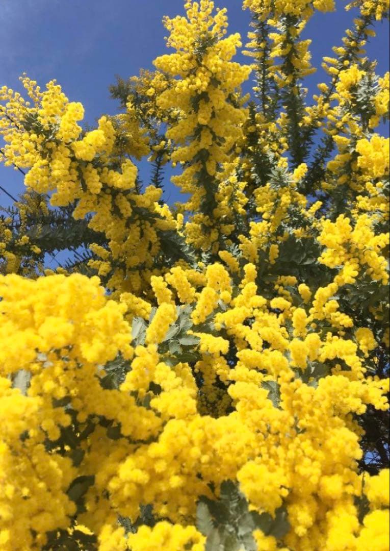 lot　ミモザ 80サイズ発送 保水有　ギンヨウアカシア　フレッシュ　生花