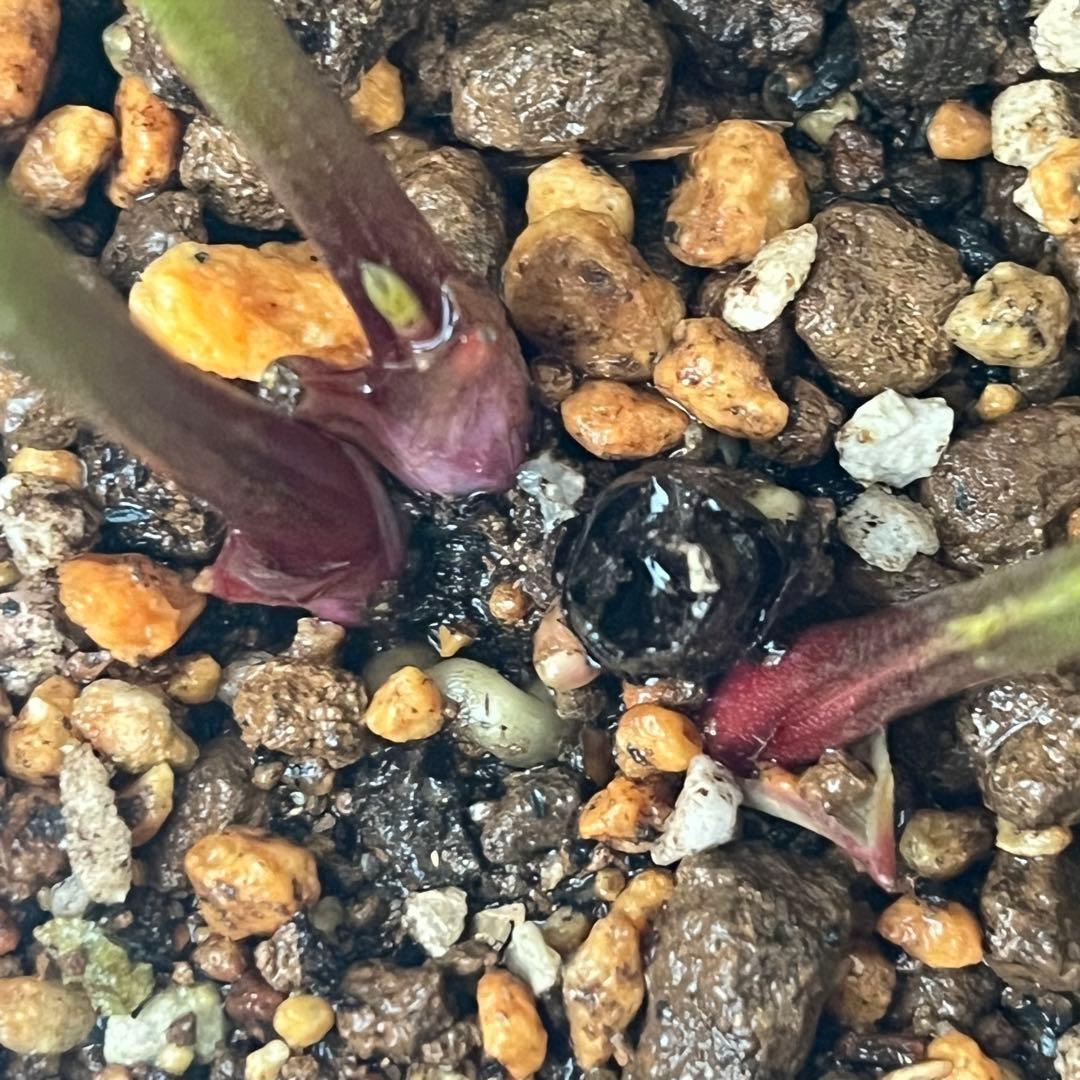 ま*ん様 ❤️根充実❤️沢山新芽❤️717超個性的⭐️花火的お顔と細葉がGood