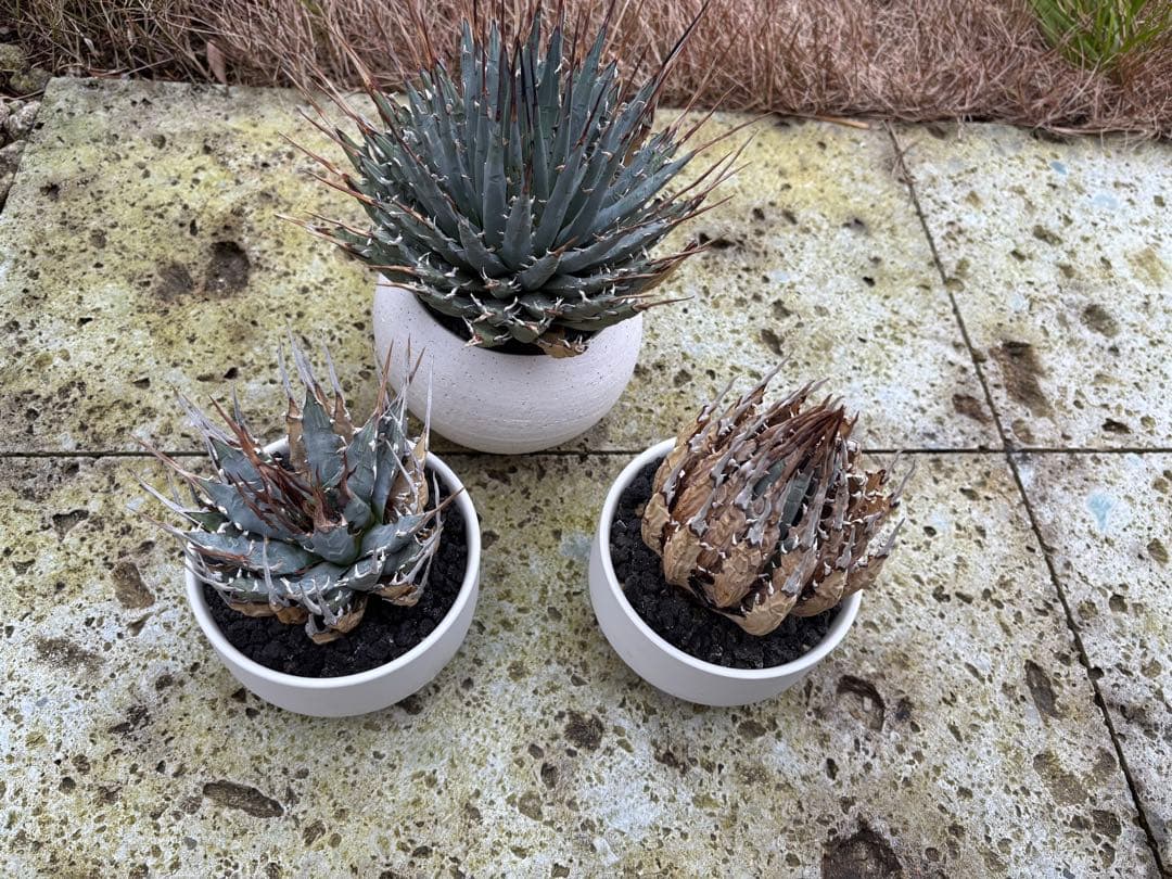 エボリスピナ　現地株　発根済個体３鉢セット