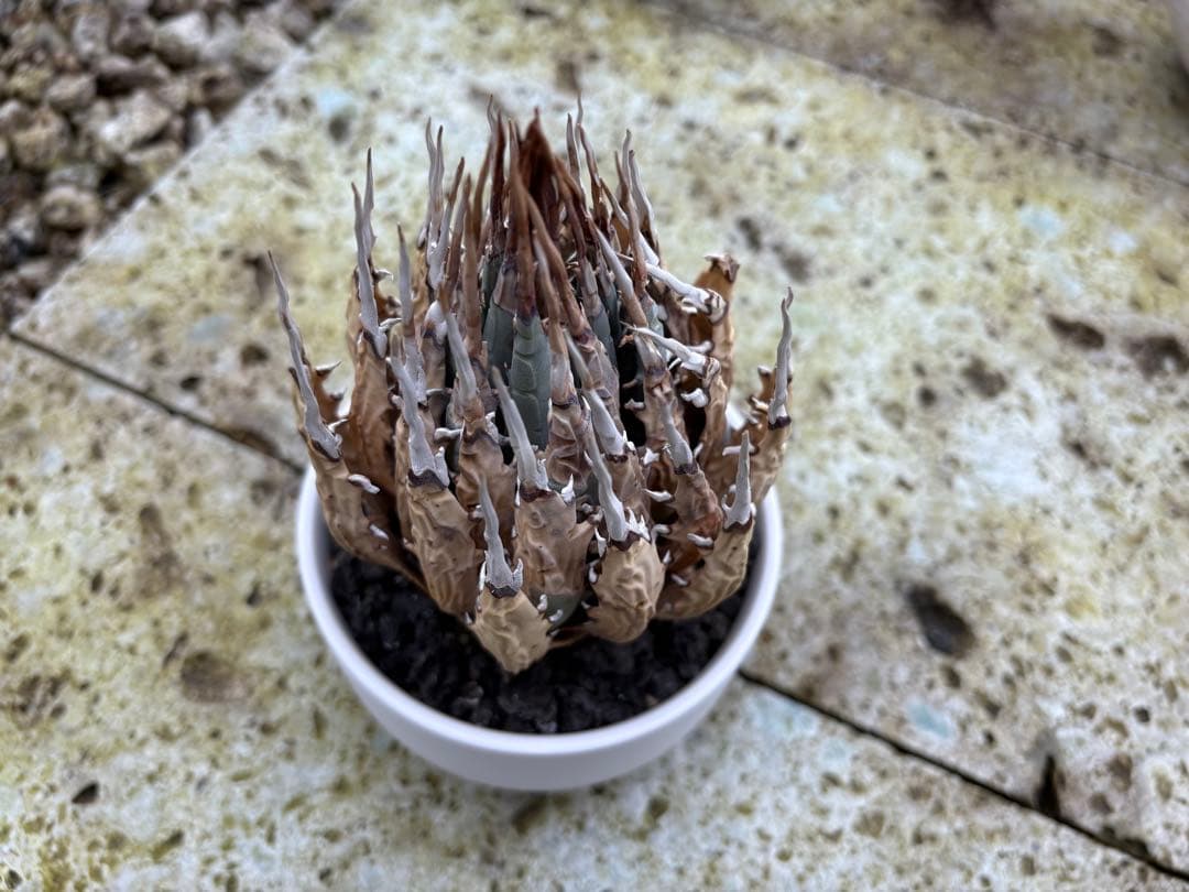 エボリスピナ　現地株　発根済個体３鉢セット