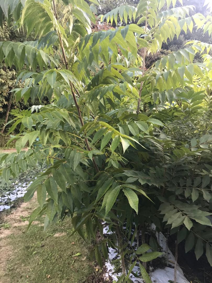 ピーカンナッツ　接木地堀苗　“キャド”