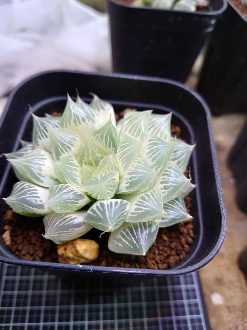 【白蛇伝】極上株　完璧子株付き　親株サイズ