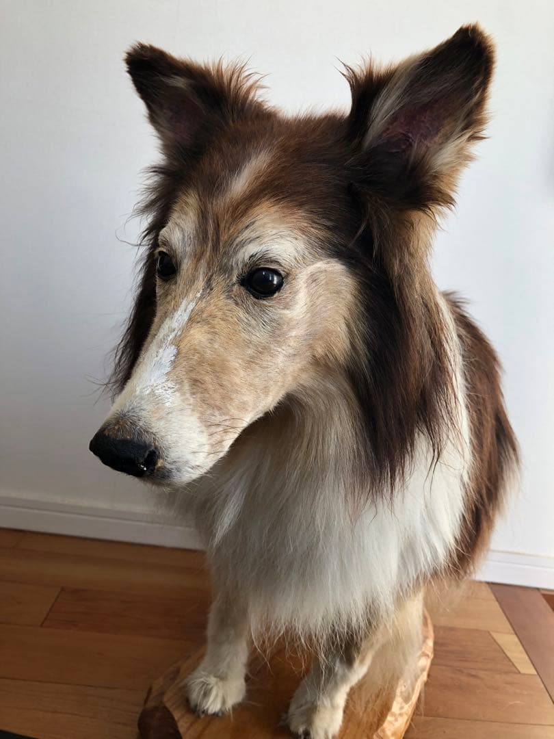 Taxidermy リアル犬の置物 茶色と白 約