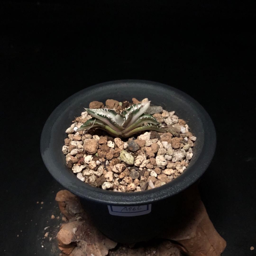 ライム_様SALE‼️アガベ　チタノタ　SAD斑入り‼️8398-500+600