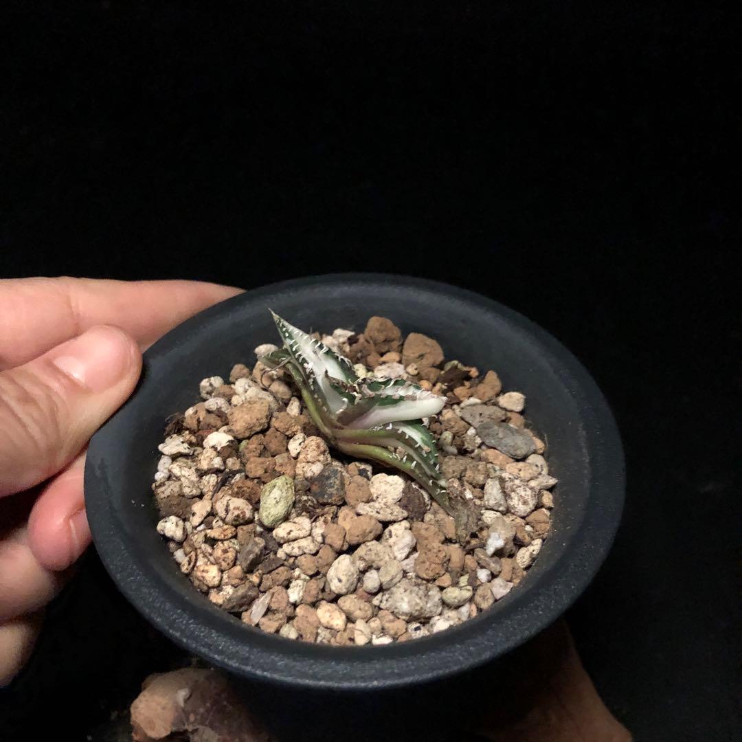 ライム_様SALE‼️アガベ　チタノタ　SAD斑入り‼️8398-500+600