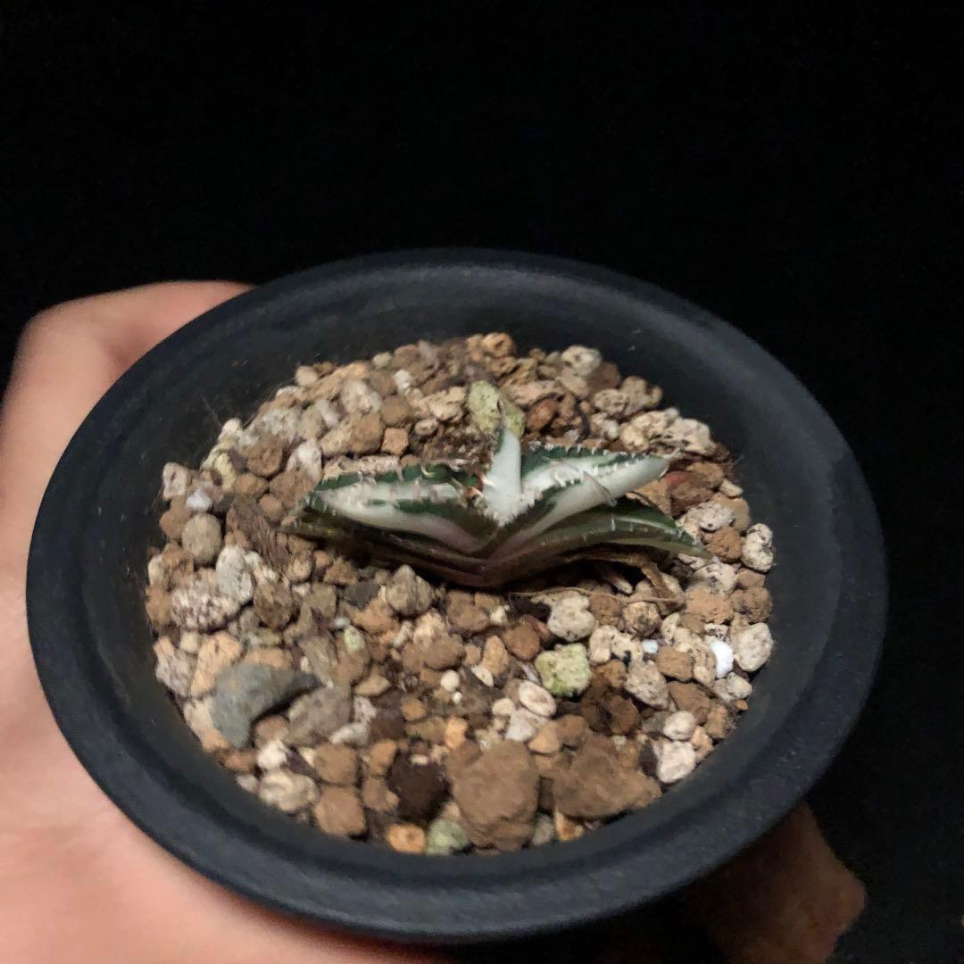 ライム_様SALE‼️アガベ　チタノタ　SAD斑入り‼️8398-500+600