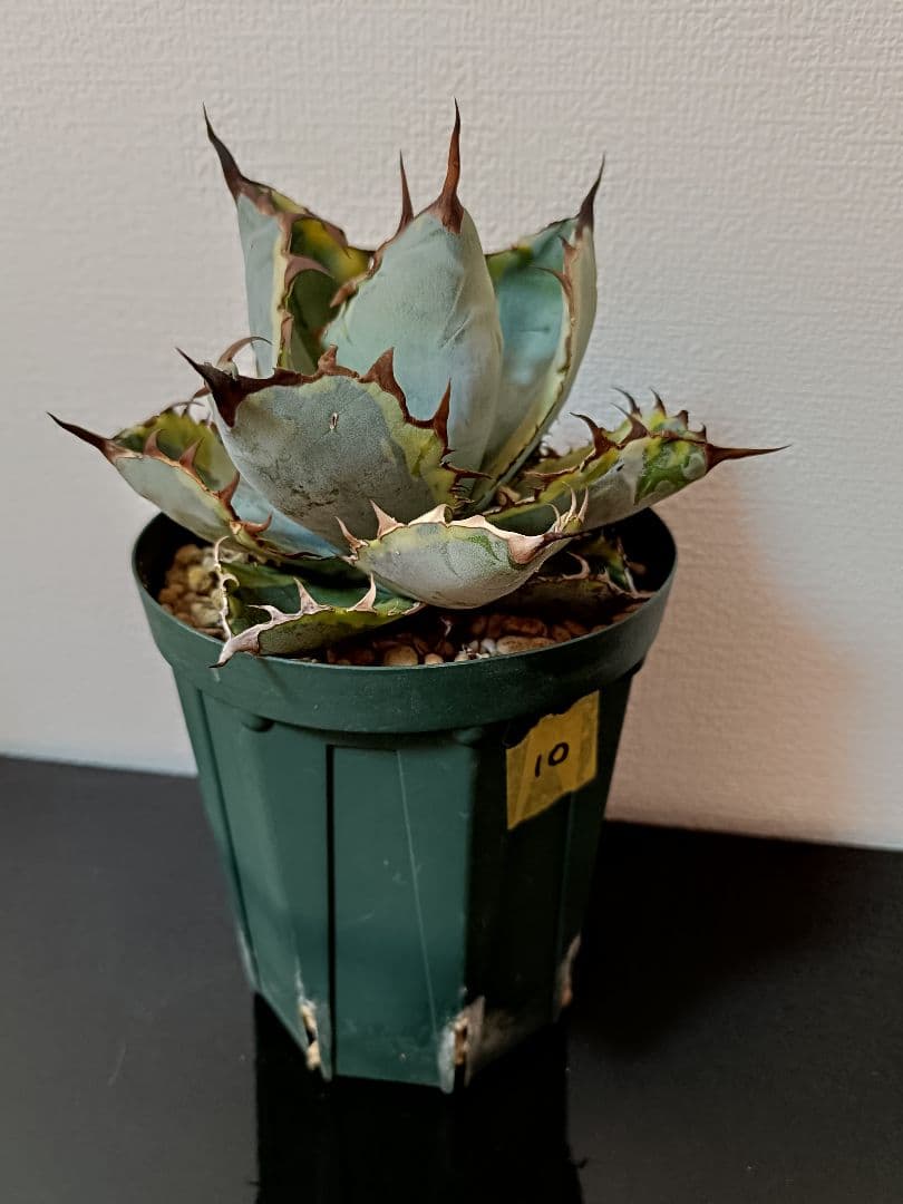 アガベ　BB錦　子株付　ブラックダイヤモンド10