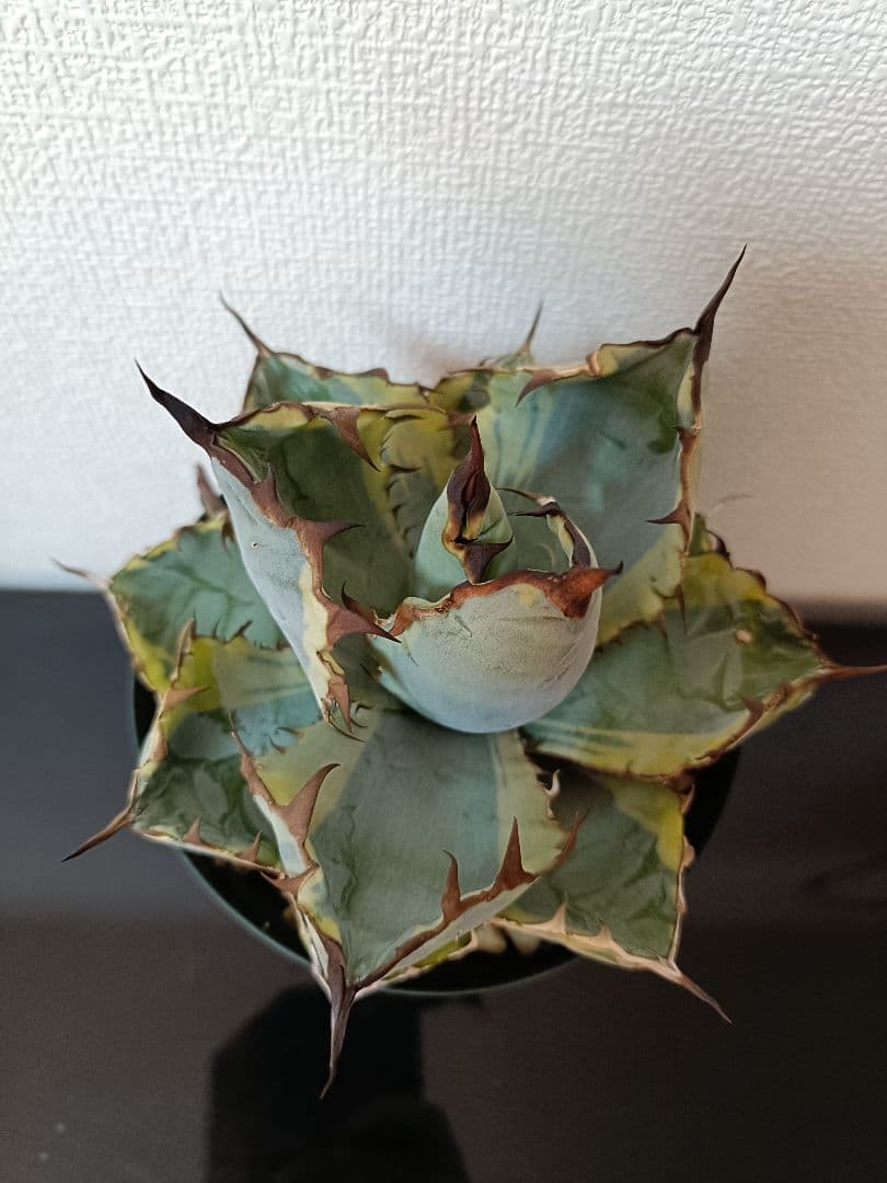 アガベ　BB錦　子株付　ブラックダイヤモンド10