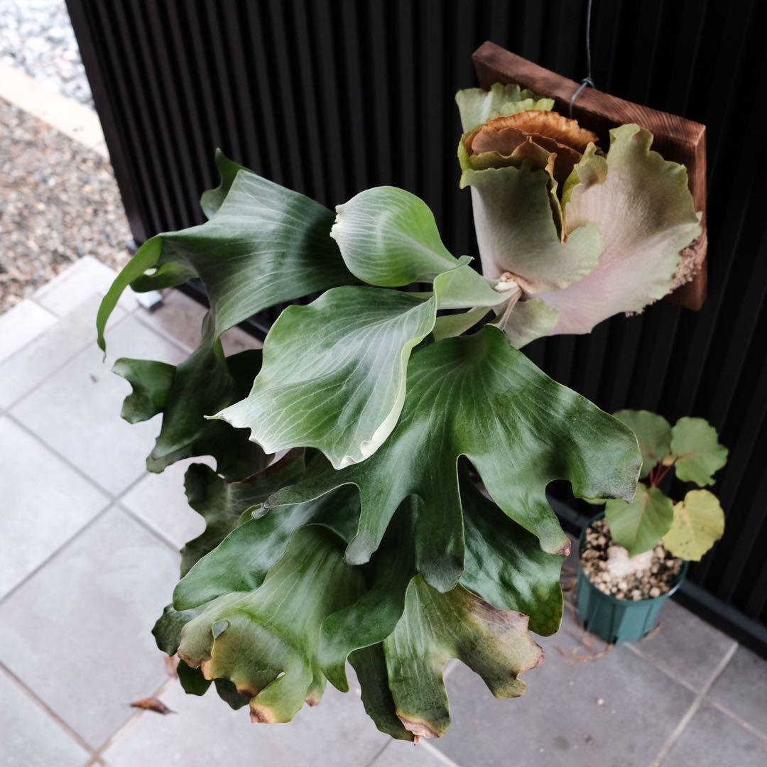 現品親株　大株　ビカクシダ　ヒリー　twenty OC yot#20