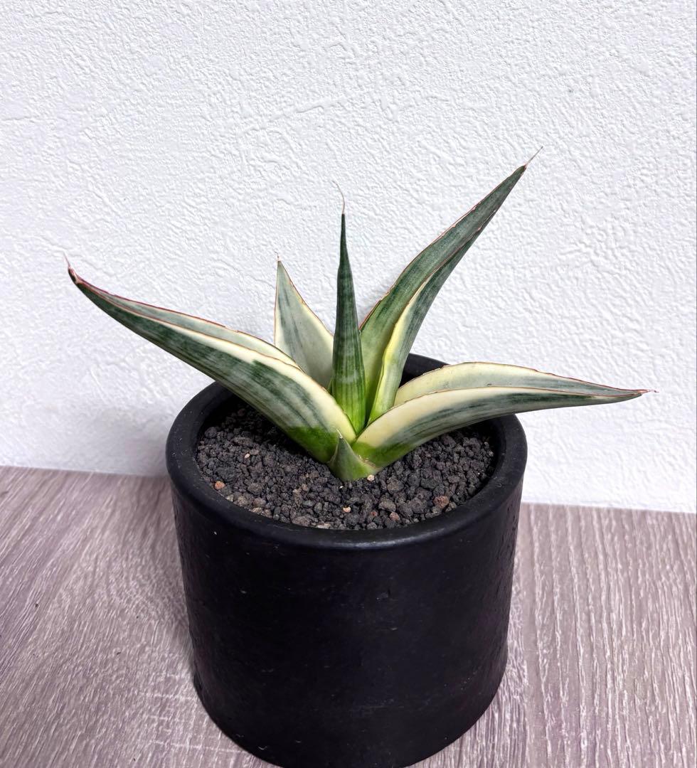 【TACさん専用】【美白‼︎】【鬼コレクション株】サンスベリア スノーホワイト