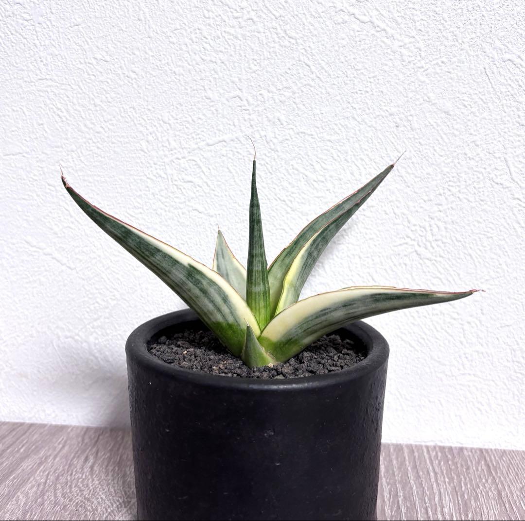 【TACさん専用】【美白‼︎】【鬼コレクション株】サンスベリア スノーホワイト