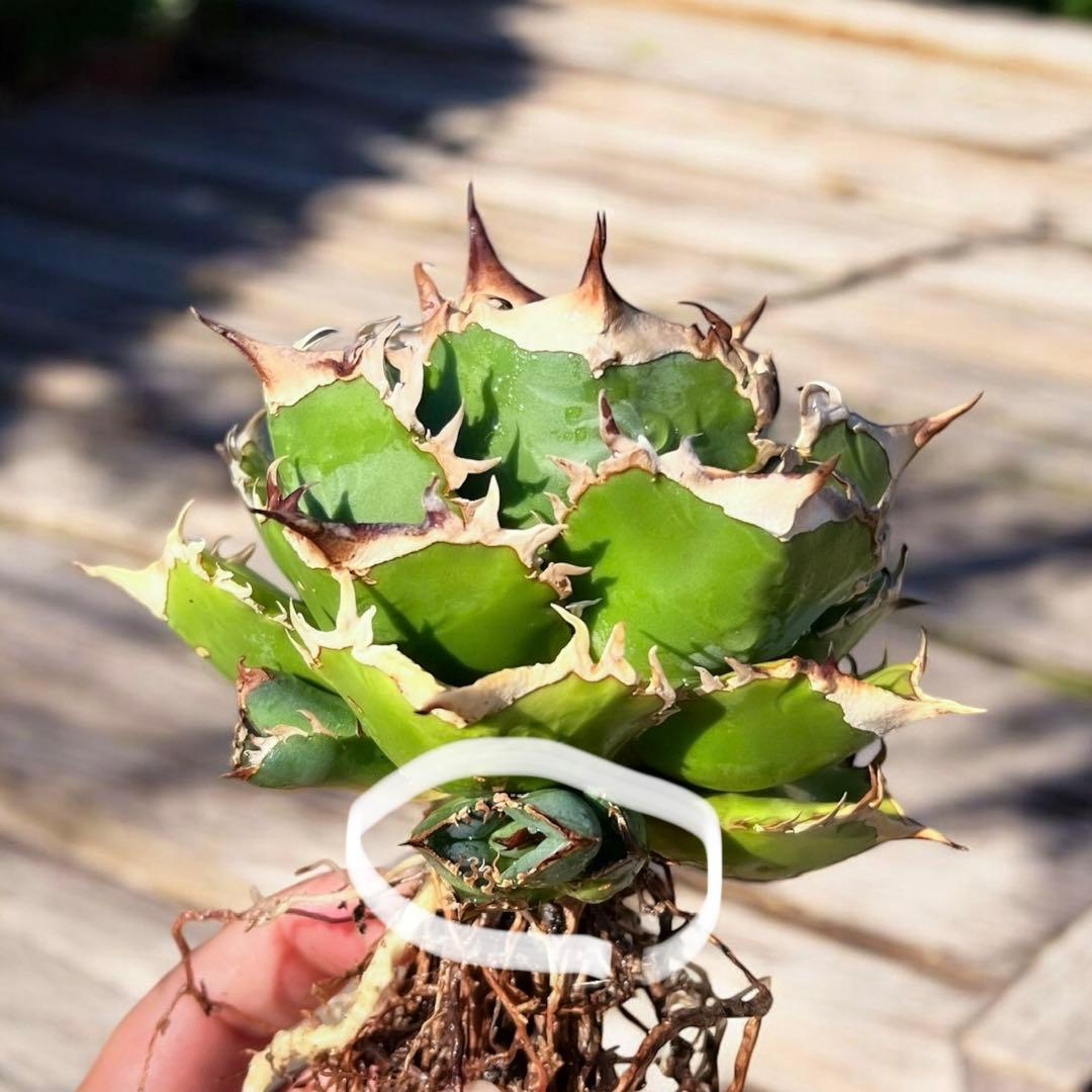 台湾　CJ-4 子株　ラスト