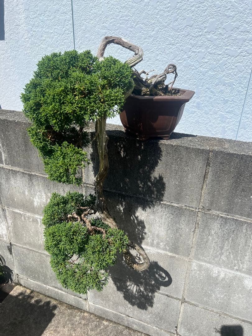 最終値下げ 入手困難 真柏 山木 推定 樹齢80年