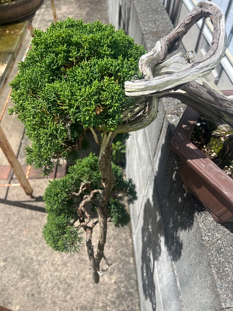 最終値下げ 入手困難 真柏 山木 推定 樹齢80年