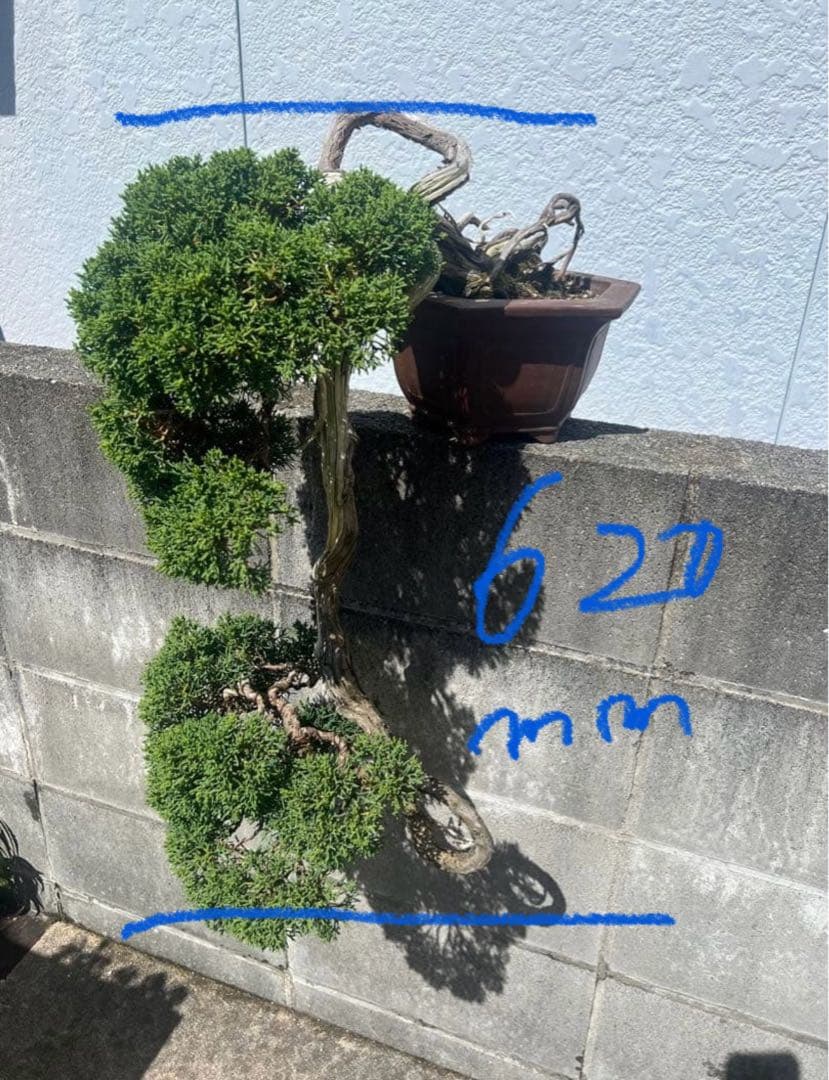 最終値下げ 入手困難 真柏 山木 推定 樹齢80年