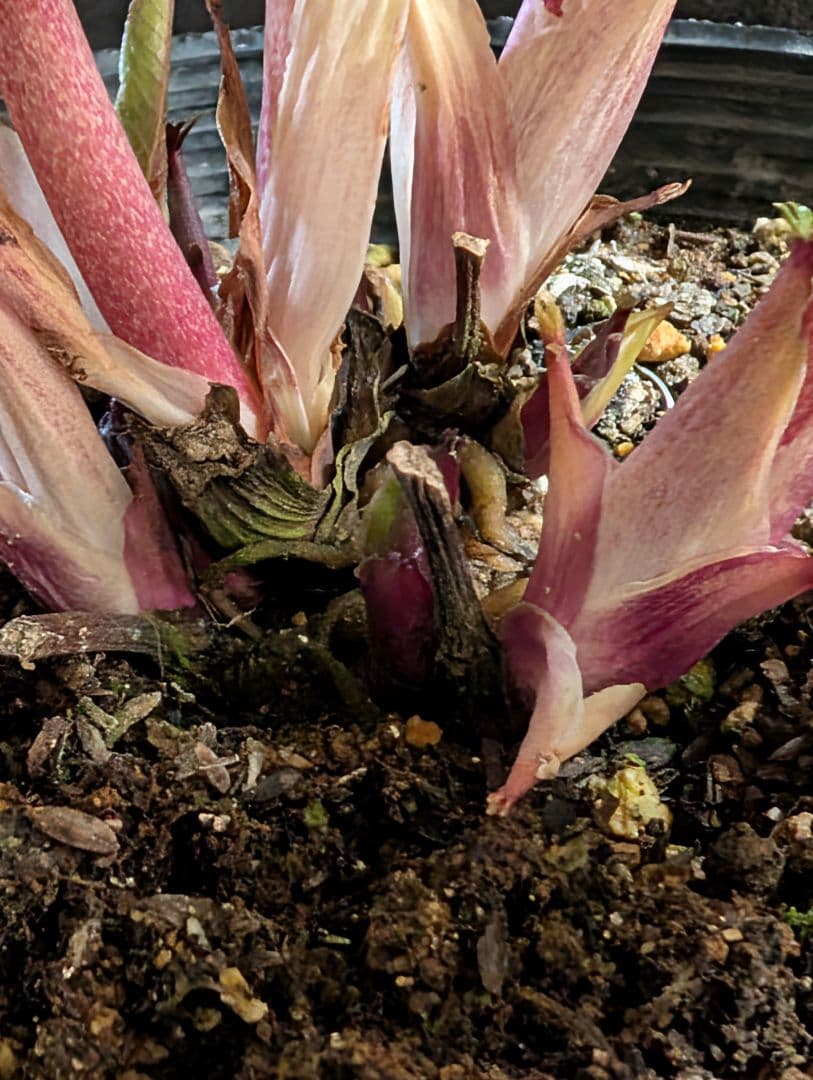 ★クリスマスローズ：広瀬園芸【ピンク系のまんまる多弁花細かいスポット入り】開花株