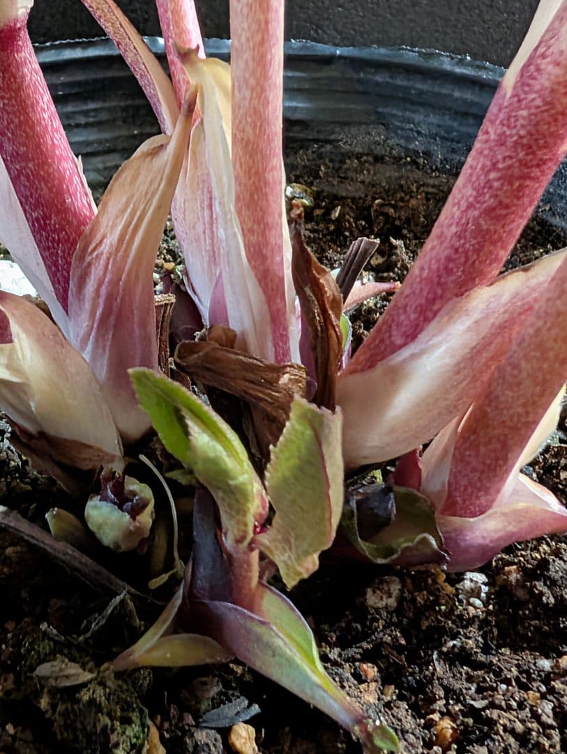 ★クリスマスローズ：広瀬園芸【ピンク系のまんまる多弁花細かいスポット入り】開花株