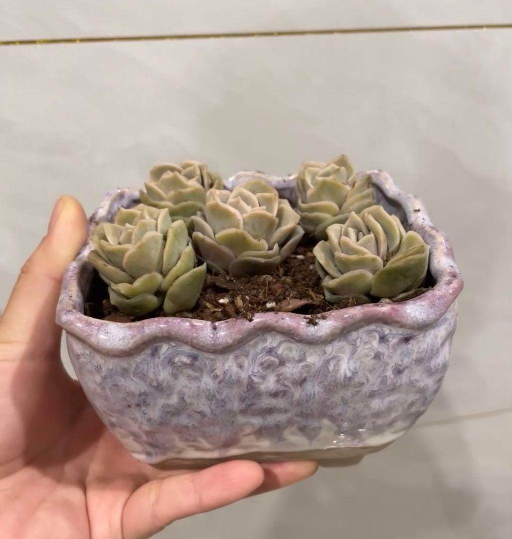 多肉植物 5株 波型紫色鉢