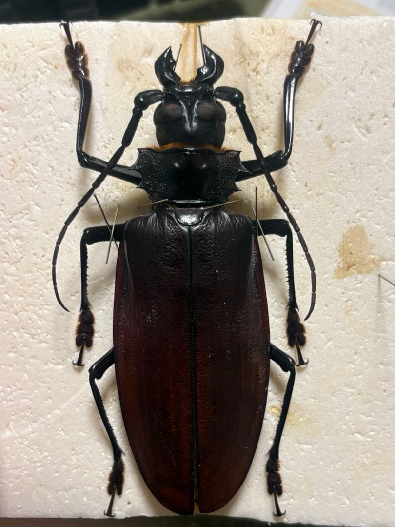タイタンオオウスバカミキリ　標本
