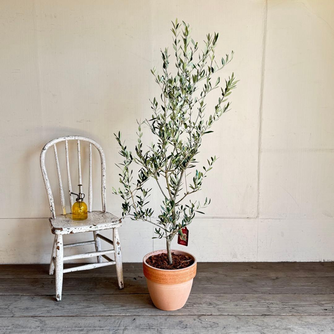 オリーブの木　イタリア製　テラコッタ植木　エルグレコ　H130