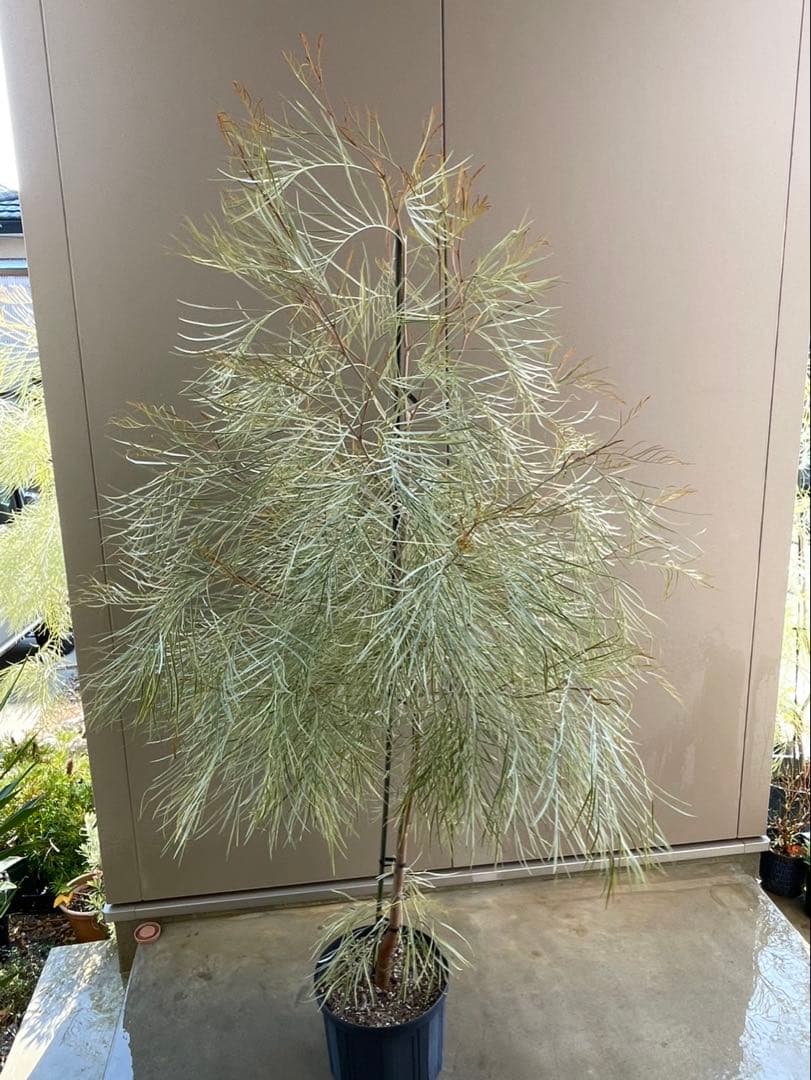 美株　超大株　グレビレア　ハニーワンダー　H約210cm 10号鉢