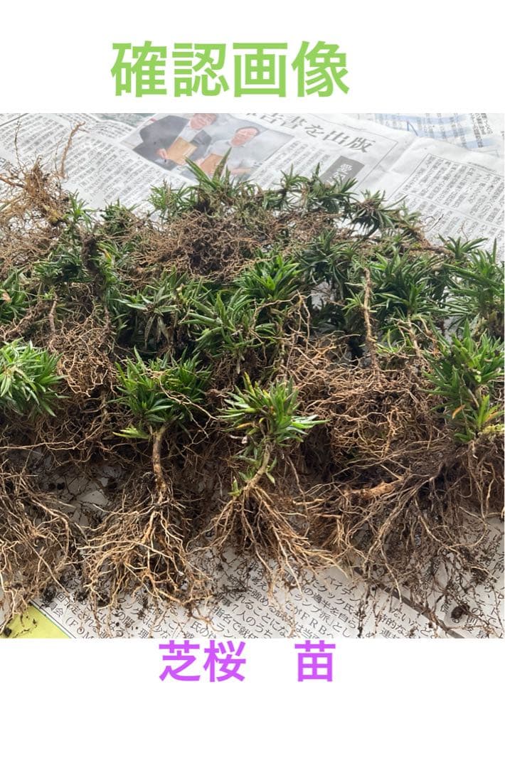 芝桜　苗　根付き　確認画像