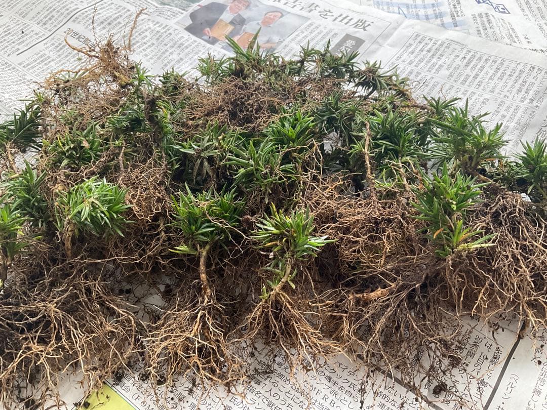 芝桜　苗　根付き　確認画像