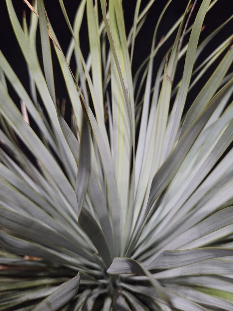 専用出品 リピ割 ユッカロストラータ 太株 (ふ)