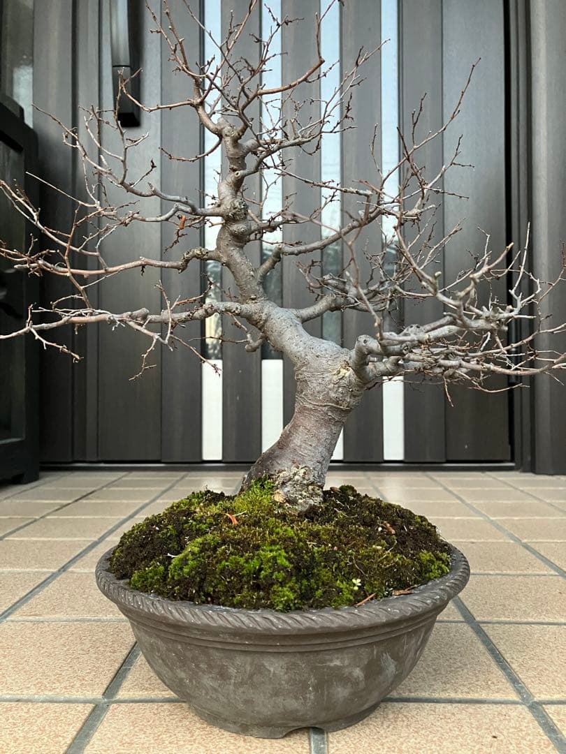 ◉欅ケヤキ盆栽　極太　究極の逸品！　大特価！早いもの勝ち。