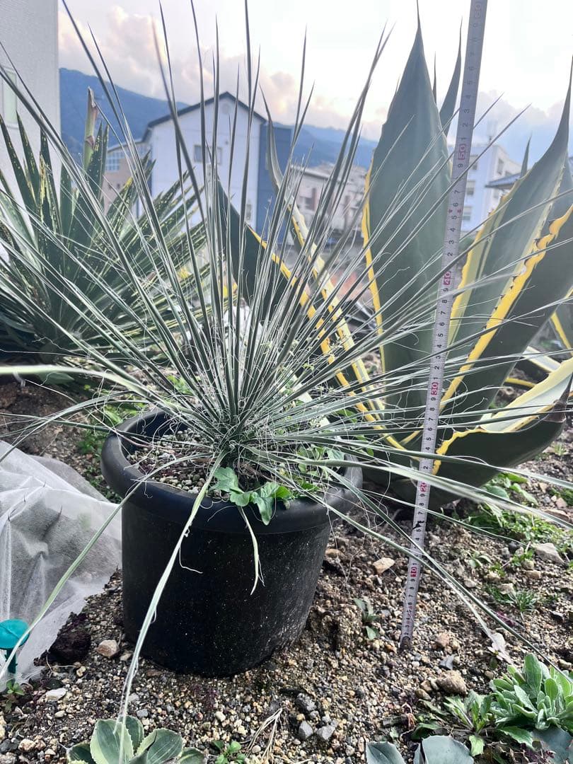 ユッカ　エラータ