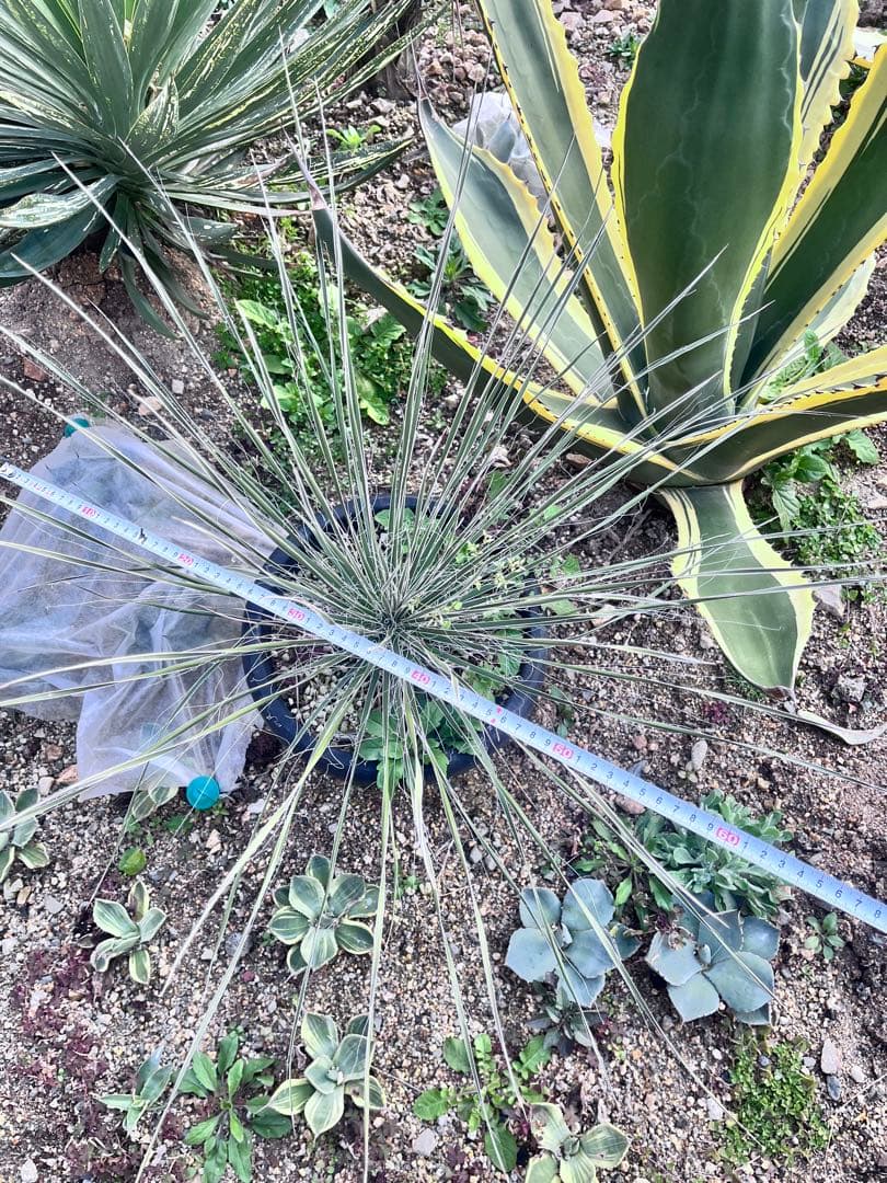 ユッカ　エラータ