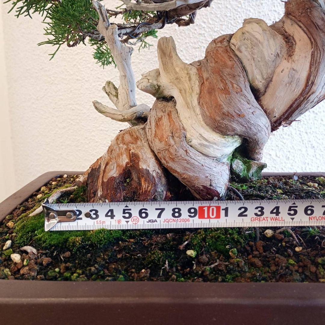 盆栽 真柏　樹高鉢底より約50cm