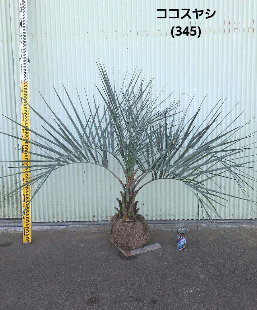 ココスヤシ　(345)　※スーパー　シルバーリーフ