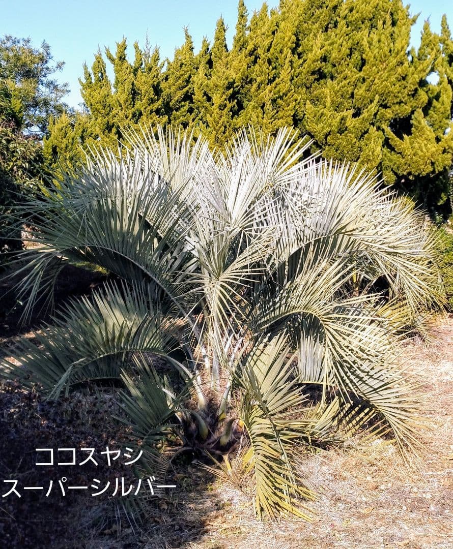 ココスヤシ　(345)　※スーパー　シルバーリーフ