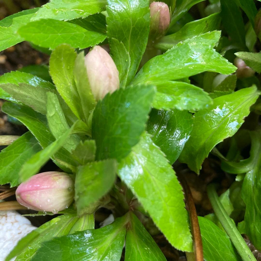 クリスマスローズ　小輪多花　株分け前提