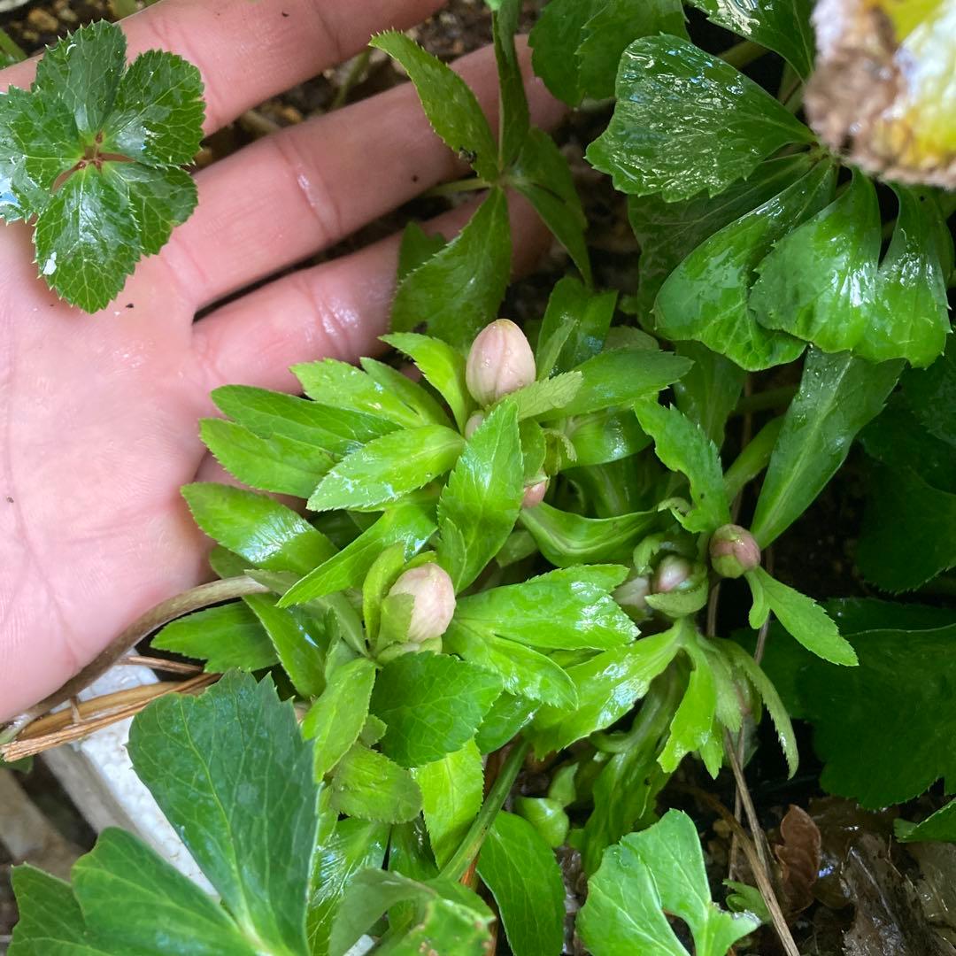 クリスマスローズ　小輪多花　株分け前提