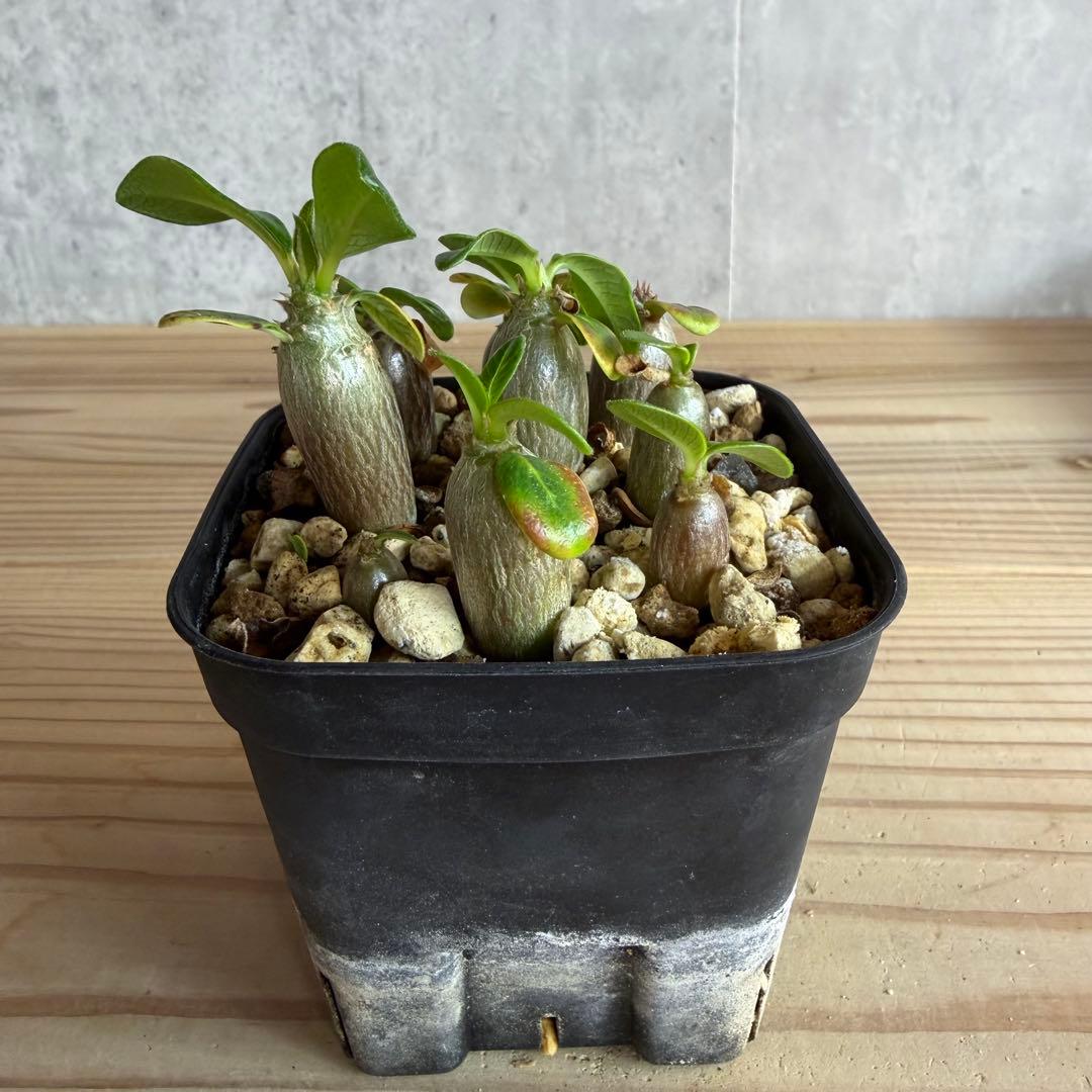 9株セット　パキポディウムウィンゾリー 国内実生株