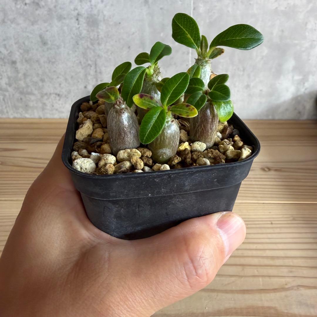 9株セット　パキポディウムウィンゾリー 国内実生株