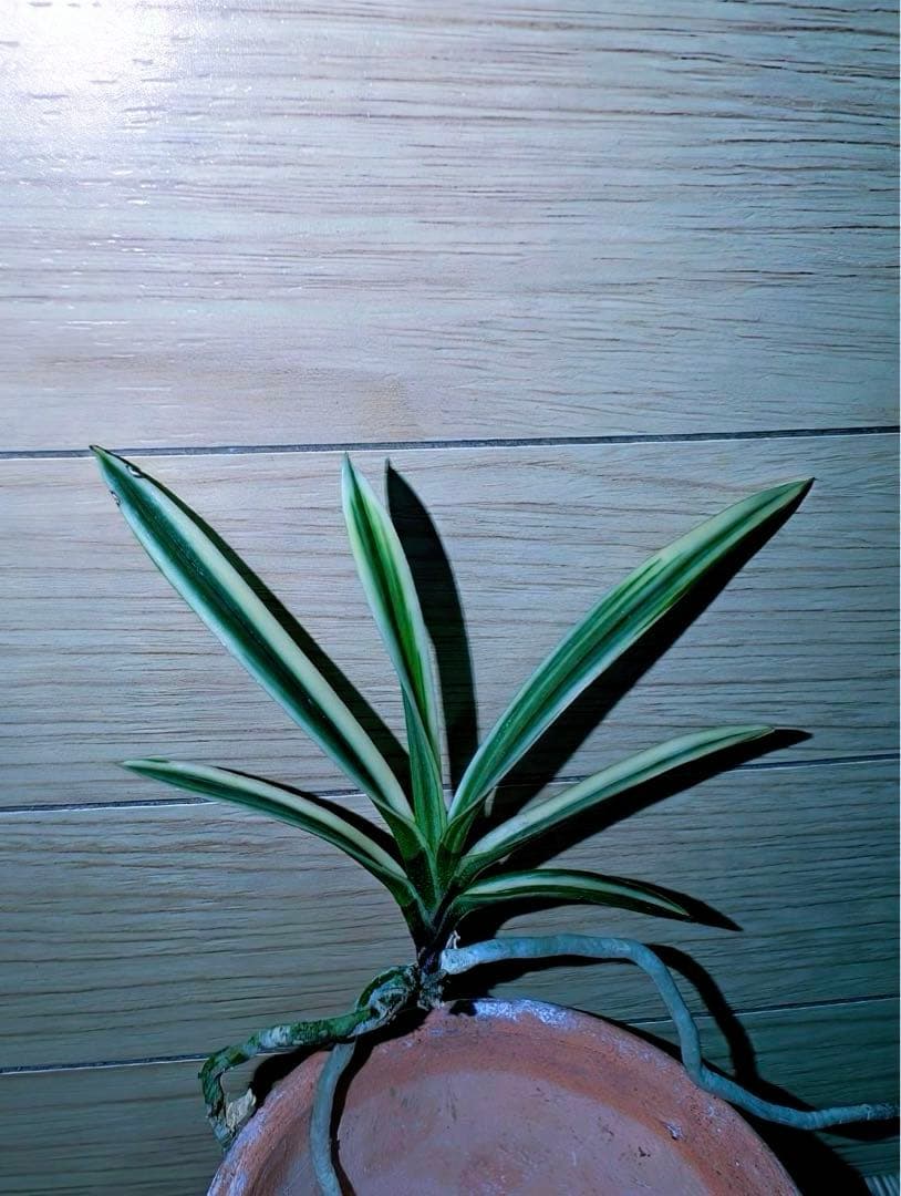 富貴蘭「大観」