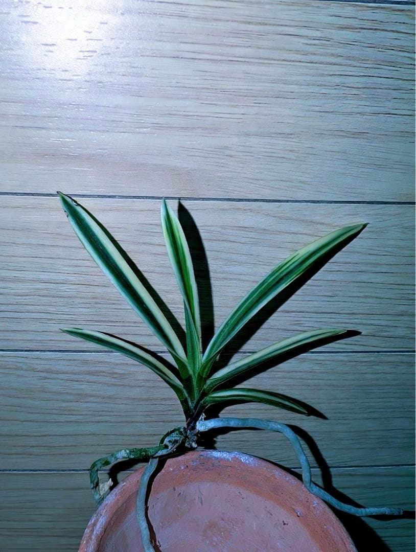 富貴蘭「大観」