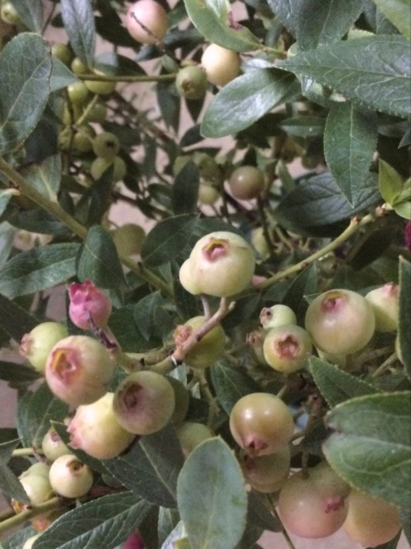 ブルーベリー　ピンクレモネード　特大株　８寸植　果樹苗木　果実苗木　果樹苗　6