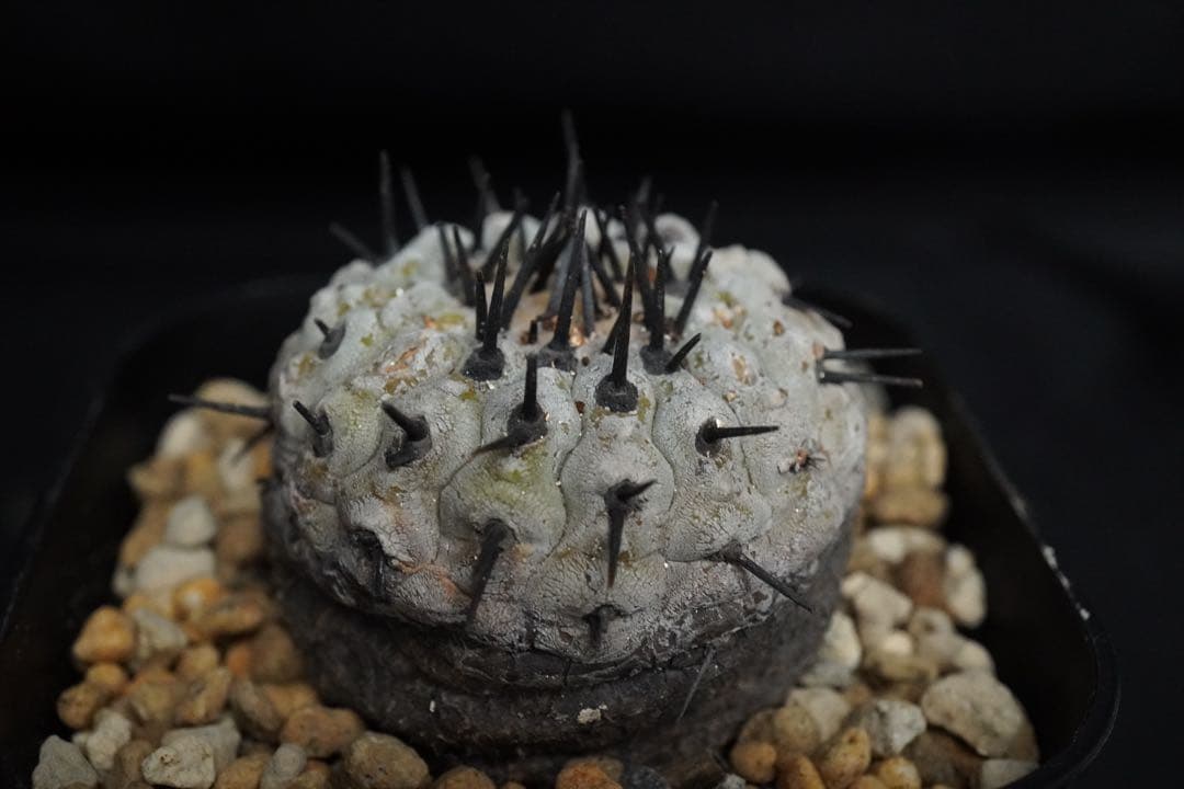 5 発根済み 孤竜丸 コピアポア シネレア コルムナアルバ copiapoa