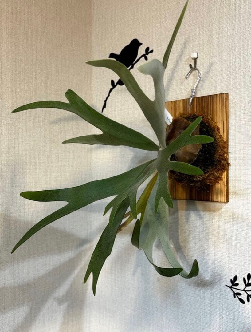 P.Elsa （oc）from晴花　中株サイズ