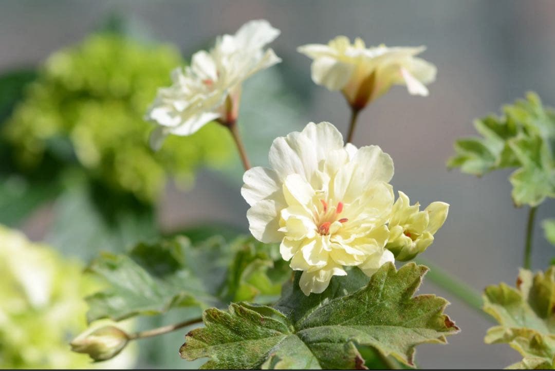 珍しい黄色ゼラニウム苗